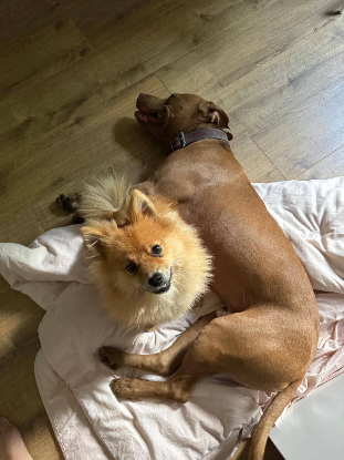 Adopter Fox