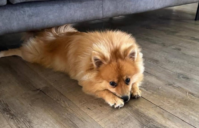 Adopter Fox