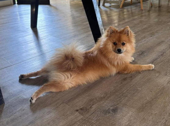 Adoption Fox