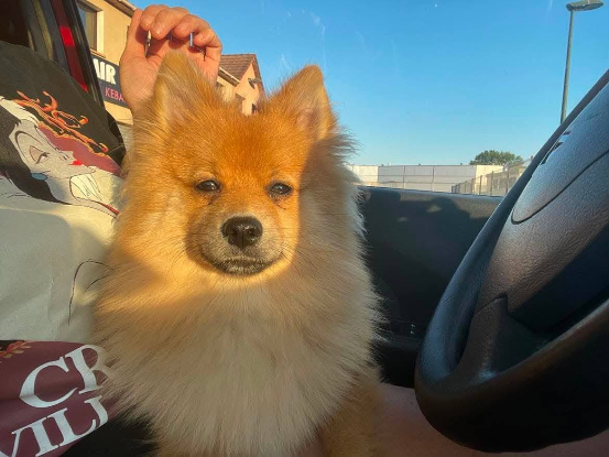 Adoption Fox