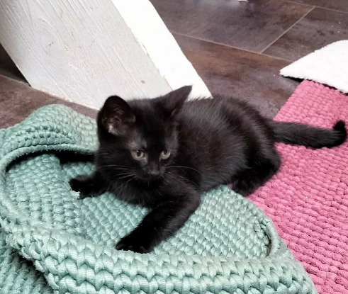 Adopter Luna