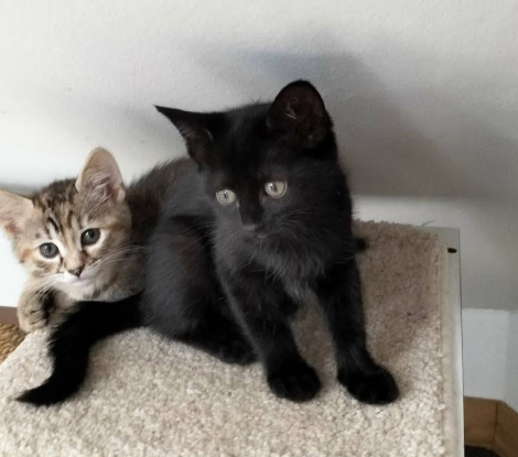 Adopter Luna
