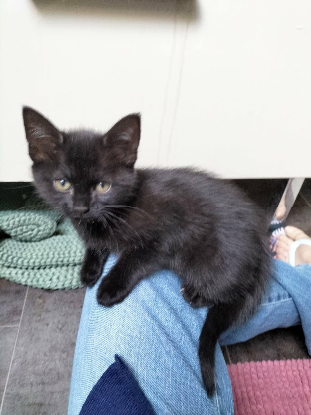 Adopter Luna