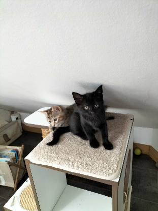 Adoption Luna
