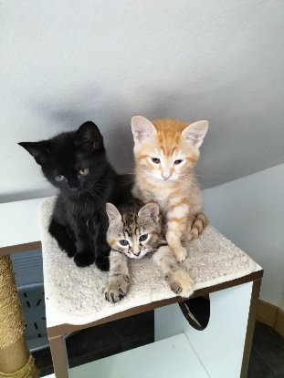 Adoption Luna