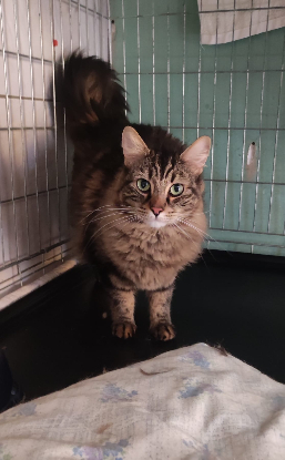 Adopter Tigrou 2