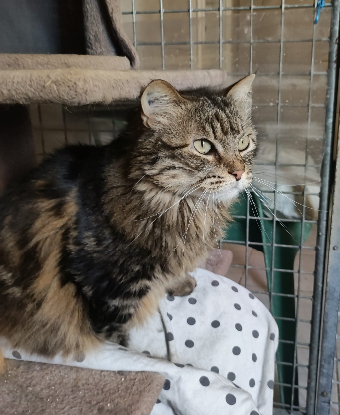 Adopter Nala