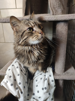 Adopter Nala