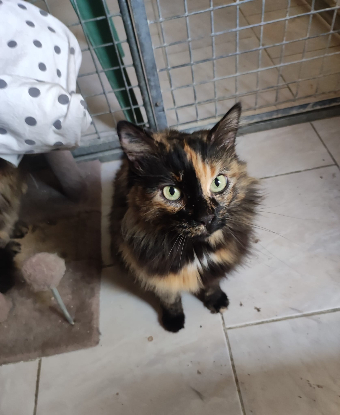 Adopter Mitsy