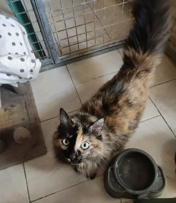 Adopter Mitsy