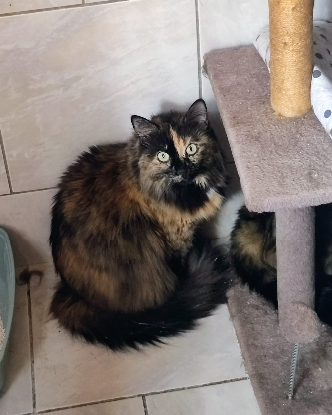 Adoption Mitsy