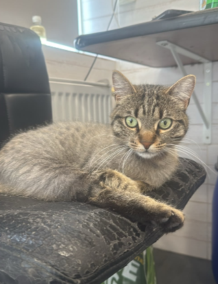 Adopter Isis