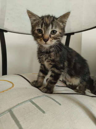 Adopter Altair