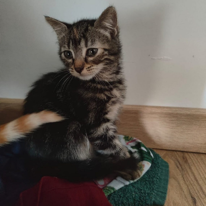 Adopter Altair