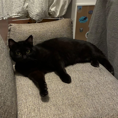 Adopter Onyx