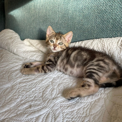 Adopter Millie