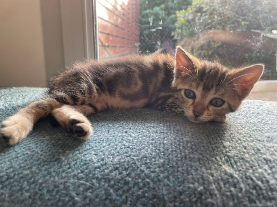 Adopter Millie