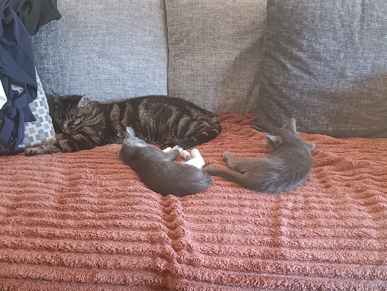 Adopter Prune et myrtille