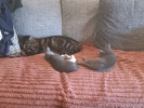 Prune et myrtille