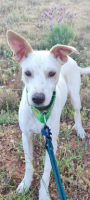 Adopter  chien : Puck