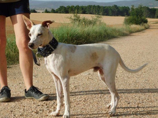 Adopter Puck