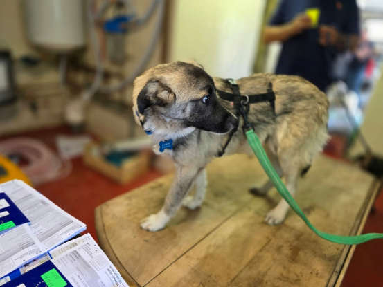 Adopter Frisco