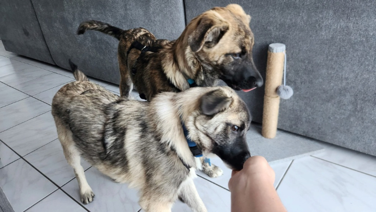 Adopter Frisco