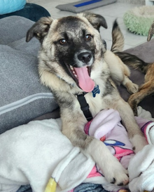 Adopter Frisco