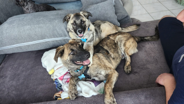 Adoption Frisco