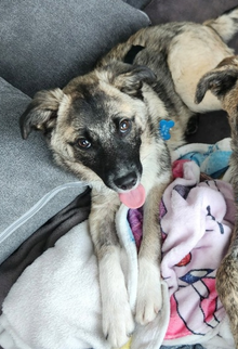 Adoption Frisco