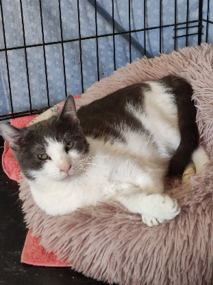 Adopter Truffe