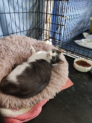 Adopter Truffe