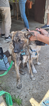 Adopter Mazar