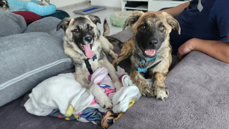 Adopter Mazar