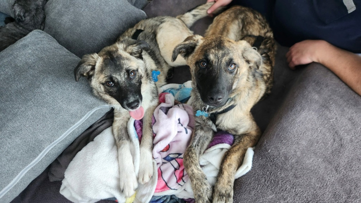 Adoption Mazar