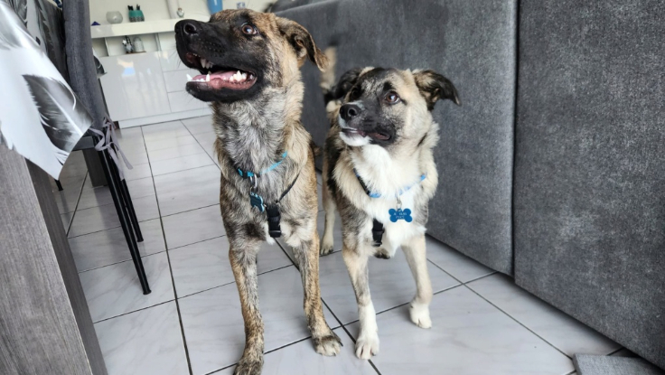 Adoption Mazar