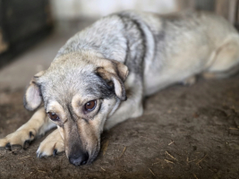Adopter  chien : Rinah