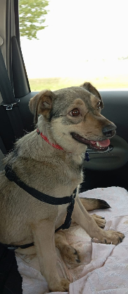 Adopter Rinah