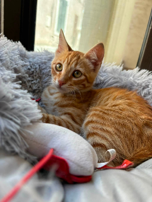 Adopter Balou et malou