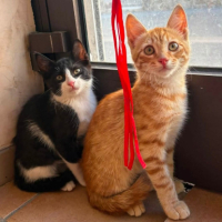 Adopter  chat : Balou et malou