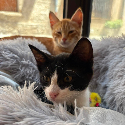 Adoption Balou et malou