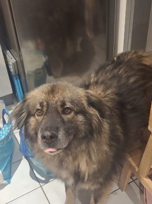Adopter Helios