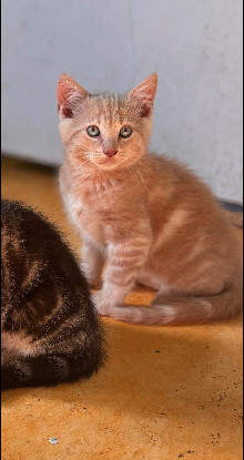 Adopter Bijoux
