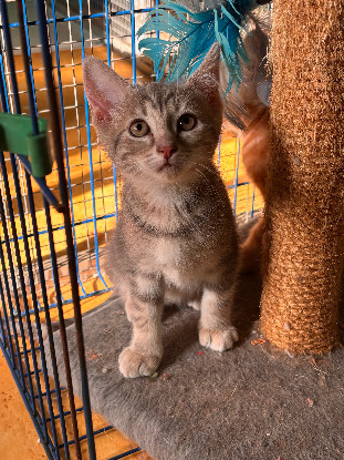 Adopter Bella