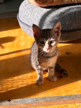 Adopter Bella