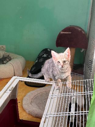 Adopter Bella