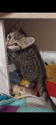 Adopter Poco