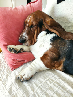 Adopter Coco