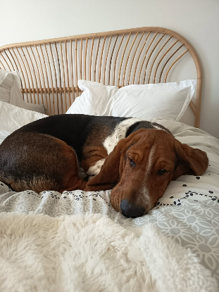 Adopter Coco