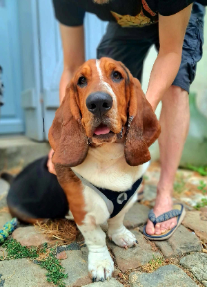 Adopter Coco